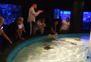 В океанариуме скаты реально из воды выпрыгивают,когда их кормят. Не видел, что бы какая-то другая рыба так делала.(скаты,конечно,в океанариуме поменьше).