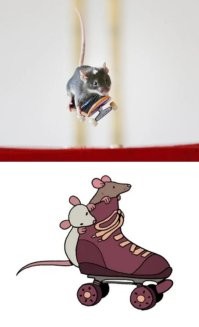 Намешалось