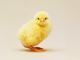 Цыплёнок тоже на курицу не очень похож.