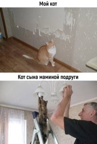 Усатые помогаторы