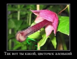 Растения, претендующие на звание самых нестандартных в мире