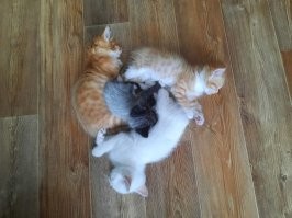 С добрым утром