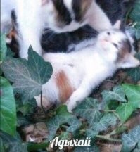 11.