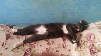Релакс, доведённый до уровня кот