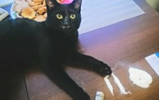 Дело то хорошее - чью-то жизнь спасти. Но это как-то нужно оформлять с понятыми и свидетелями. 
 Иначе, был в машине котик, а нашли - наркотик. Или запрещенную литературу. 
 Кот наркоман - горе автовладельца.