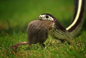 Прекрасные снимки!
Только... мышку жалко :)