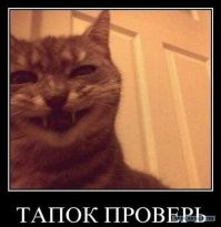 Напридумывают всякого: кот возмутился антивандальному покрытию