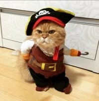 Кот чуть не прикончил свою пьяную хозяйку, появившись не в том месте