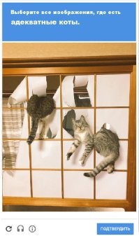 А эти коты не хотят расслабляться ! )))