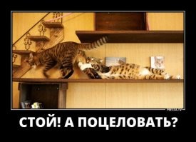 Намешалось