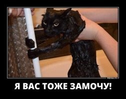 Фото помытых котов, чьи владельцы наверняка были очень сильно расцарапаны