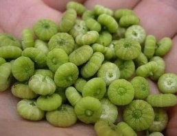 Мальва лесная (Просвирник лесной) (Malva sylvestris) - для ботанов.
А на самом деле, это вкуснючие ПРЯНИКИ (КАЛАЧИКИ). Вкуснее тульских. Правда, правда!
Школоте не понять.