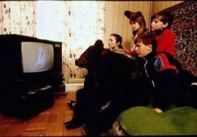 «Мужика задрал!»: в Якутии медведь-шатун вышел из леса и покалечил работников газового месторождения