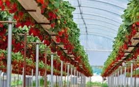 С тех пор мир сильно поменялся. Сейчас люди покупают с\х продукцию из теплиц,где выращивают фрукты\ягоды и овощи вообще без земли.