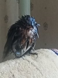 А у меня вот нет кота ))