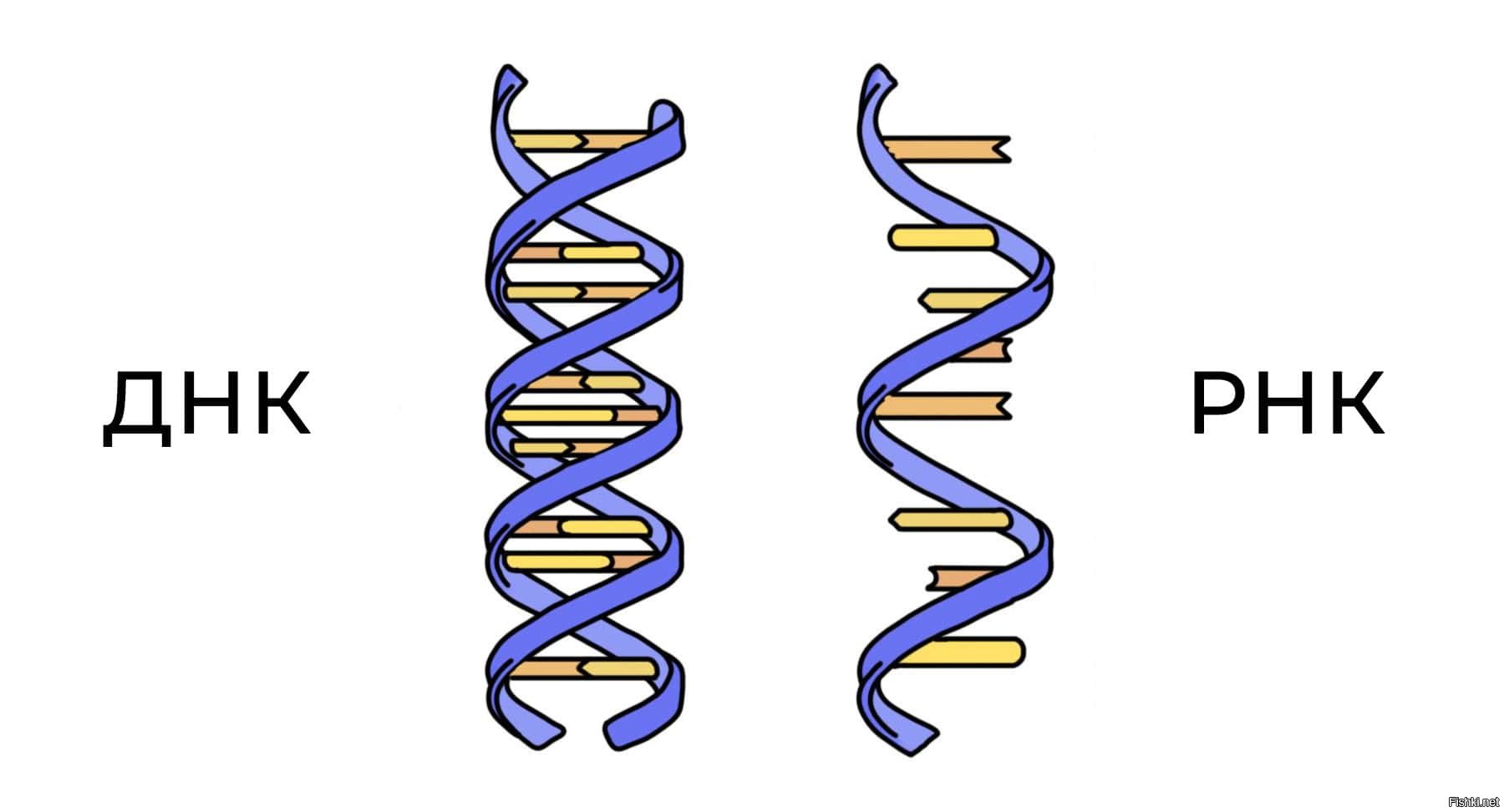 Днком рязань. ДНК И РНК. Схема строения вирусов ДНК И РНК. Рисунок ДНК И РНК. ДНК или РНК.