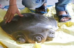 "Не маленький, просто вода холодная!"