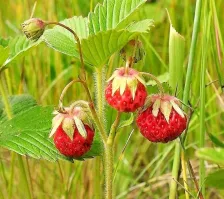 Земляника продолговатая, дикая клубника тыквообразная. У земляники чашелистник торчит, у дикой клубники обволакивает ягоду. На блюдце без молока видно что на ягодах остались светлые следы чашелистника. Как то так...