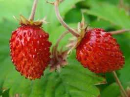 Земляника продолговатая, дикая клубника тыквообразная. У земляники чашелистник торчит, у дикой клубники обволакивает ягоду. На блюдце без молока видно что на ягодах остались светлые следы чашелистника. Как то так...