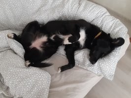 20 искренних пёселей, которые души не чают в своём человеке