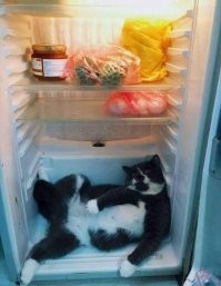 На какую бы диету сесть...?