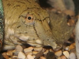 Трионикс, та самая дальневосточная мягкотелая черепаха. На "Птичке" в Москве их много.