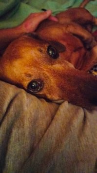 20 искренних пёселей, которые души не чают в своём человеке