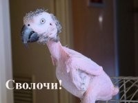 Этим же вечером...