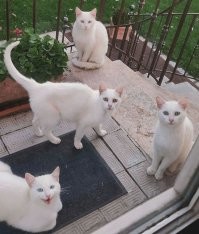 Их надо с этими познакомить