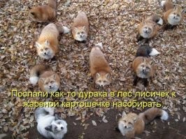 30 примеров, когда дикие животные ведут себя как "голуби"