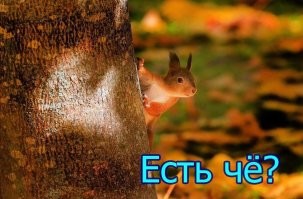 30 примеров, когда дикие животные ведут себя как "голуби"