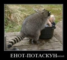 30 примеров, когда дикие животные ведут себя как "голуби"