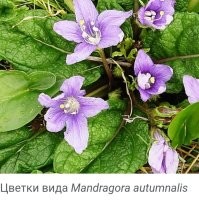 Намешалось