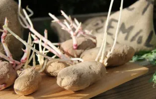 Картофель вот .. на фото что то похожее но другое