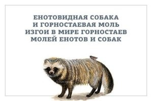 В зоопарке Калининграда «нелегально» поселилась енотовидная собака