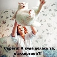 Ревнивые, но очень милые котики