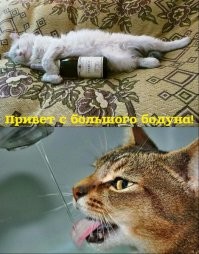 Виброкот: котёнок пытается удержаться на коробке