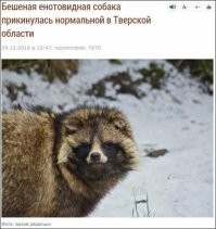 Фотоловушка сняла банду из&nbsp;четырех енотовидных собак и&nbsp;барсука