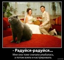 Ревнивые, но очень милые котики