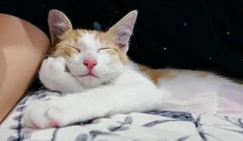 30 смешных котеек, которые до безумия харизматичны
