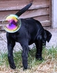 Вот все время поражаюсь - сколько трудоспособного народа занимается откровенной фигней! 
Целая орда "сценаристов" выдувает из задницы какие то дикие РИТУАЛЫ, другая банда их реализовывает. И все оплачивается в итоге или из бюджета, или из кармана покупателя.
Кому нахрен нужна эта "капсула"? А ведь рабочие этот "бак" сваривали, обрабатывали, красили!
Потом разные кордебалеты в униформе и труженники в непомятой спецодежде имитируют ее закрытие и погребение...
Далее речи, концерты и банкеты! Уралхиммашу - реально нечем заниматься?