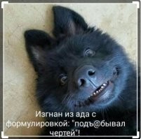 Пкрвое фото- умиляет, у меня в копилке есть похожее. Люблю собакенов !!!   ))))