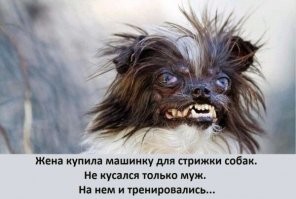 Преображение заросшего пса
