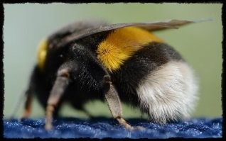 На теле многих насекомых можно увидеть хеты  -  волосяной покров разной степени развития. Например, у шмеля, хеты формируют сплошной слой, создающий подобие меха. У разных насекомых хеты могут располагаться не только на теле, но также на крыльях и конечностях. Об ра зу ет ся спе циа ли зир. клет ка ми - хе тоб ла ста ми.