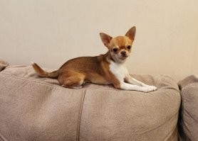 Я за своего Масика любого гомункула порву!!!