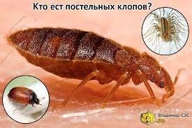 Там местная фауна сожрет этих клопов с удовольствием и спасибо скажет.