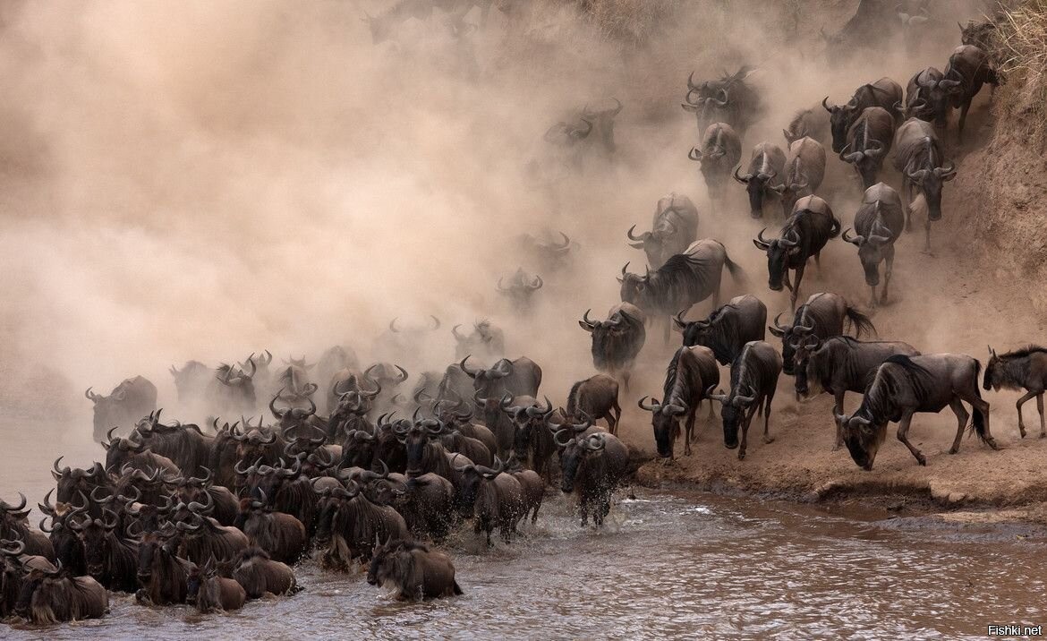 Толпа бизонов. Миграция буйволов. Стадо бежит. Стадо бизонов бежит. Миграция животных.