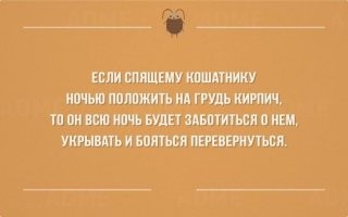 Котики на страже крепкого, здорового и сладкого сна