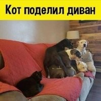 Котики на страже крепкого, здорового и сладкого сна