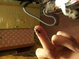 Вот такой у меня в туалете жил, и не сказал бы, что он безопасен, взрослому вряд ли сможет кожу пробить, а ребёнку запросто...